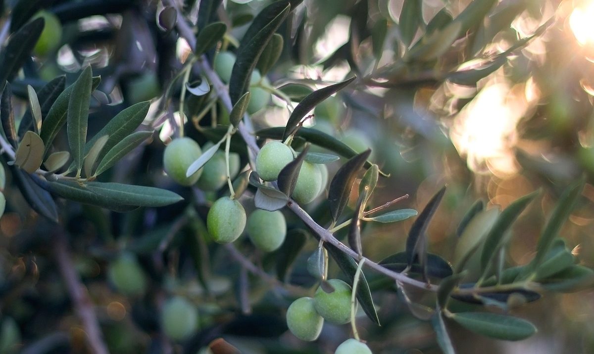 olives vertes sur des branches d'olivier