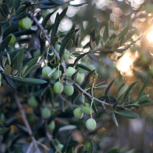 olives vertes sur des branches d'olivier