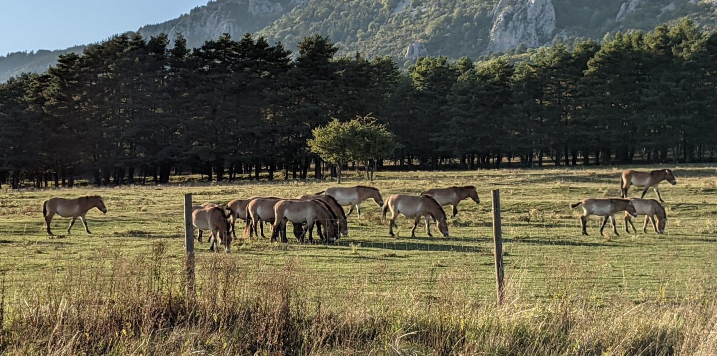 réserve des monts d'azur chevaux de Przewalski